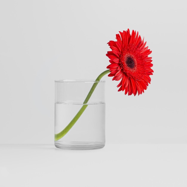 Красный цветок в стеклянной вазе на белом фоне.