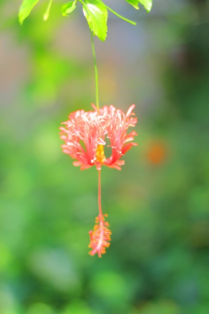 赤い花の緑の背景のHDダウンロード