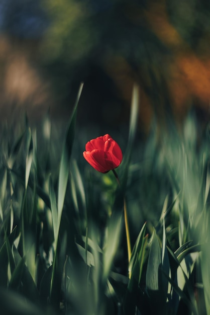 red flower among green grass