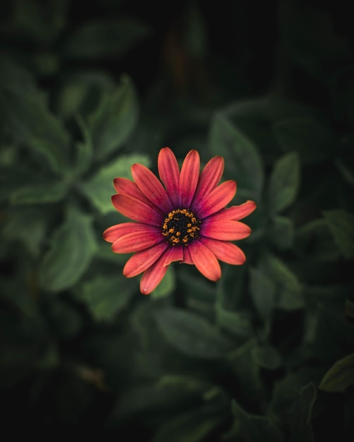 Photo red flower on green leaves