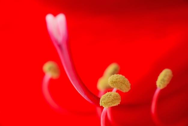 Red flower Hippeastrum or Amarilis close up