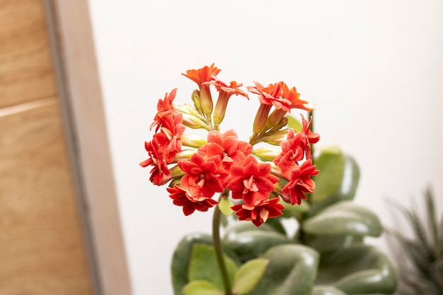 Photo red flower home plant closeup on white background