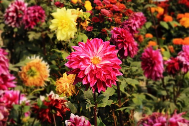 写真 庭の赤い花