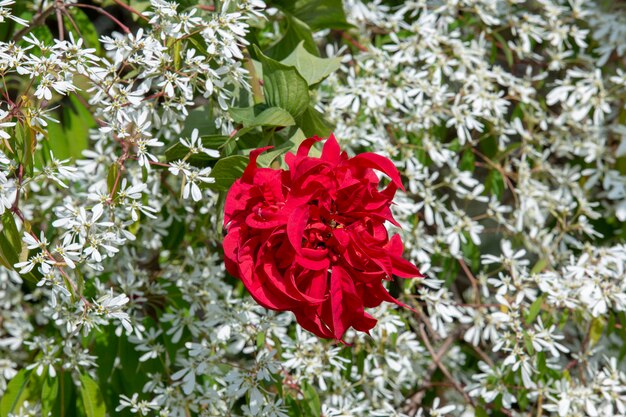 Red flower of intertwined petals