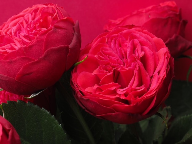 A red flower is in front of a red background.