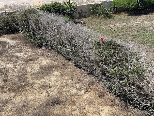 Foto un fiore rosso è nell'erba