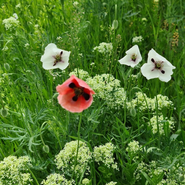 A red flower is in the middle of a field of green grass.