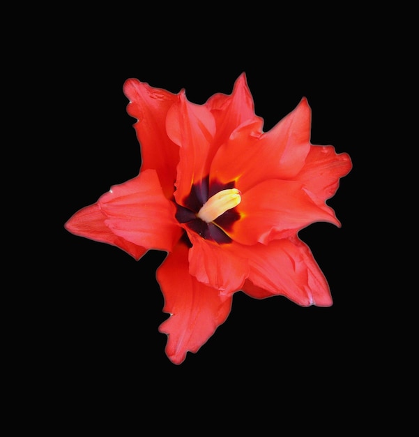 Красный цветок изолирован на черном, красивый цветок тюльпана звезда необычной формы на черном фоне