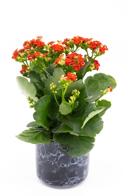Foto fiore rosso isolato su sfondo bianco kalanchoe fiore in vaso di ceramica