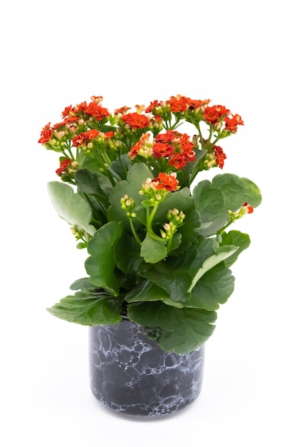 Red flower isolated on white background Plant in ceramic pot Kalanchoe flower isolated