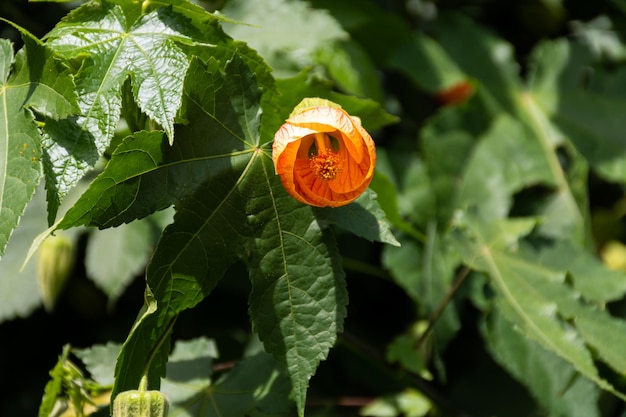 Red flower known as Japanese lantern with a bee in it