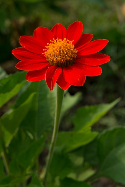 Red flower and leaf behind with copy-space