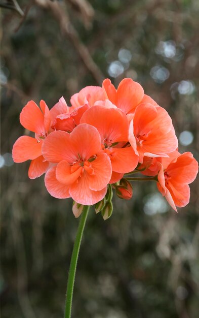 赤い花マクロ緑の茎