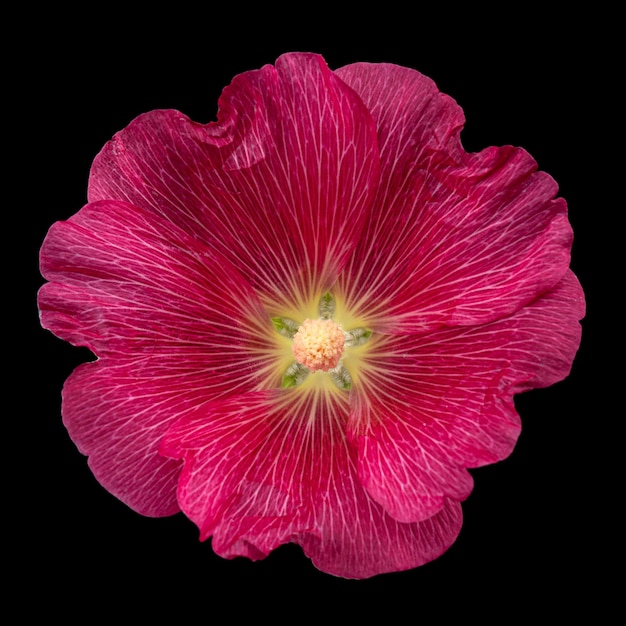 Red flower of mallow isolated on black background