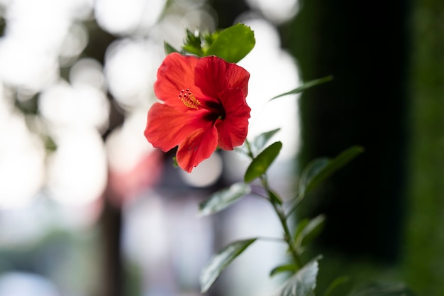 A red flower in the nature