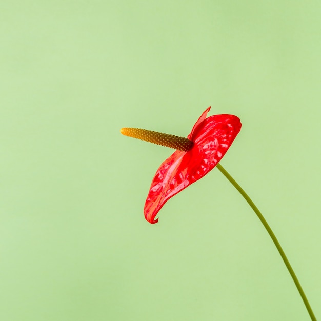 Фото Красный цветок на ярком цветном фоне