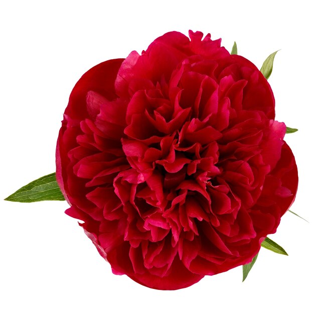 붉은 꽃 Paeonia lactiflora 촬영 매크로, 흰색 배경에 고립