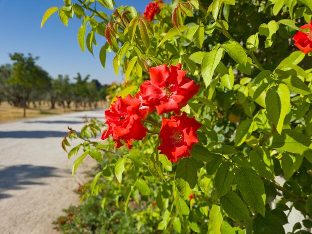 Red flower in the park, wild life, pure nature.