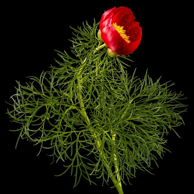 Photo red flower of peony isolated on black background