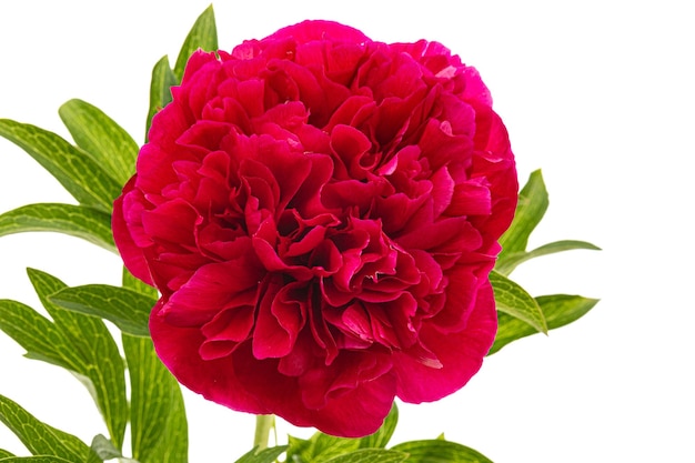 Red flower of peony isolated on white background