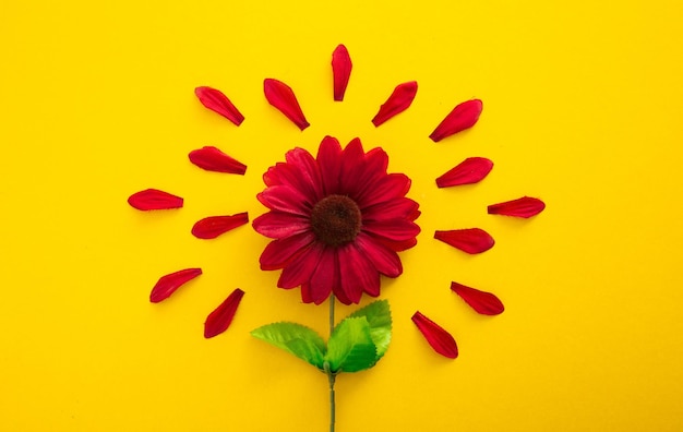 Red flower petal on yellow background
