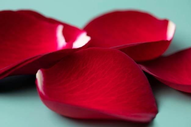 Foto un fiore rosso petali su sfondo bianco