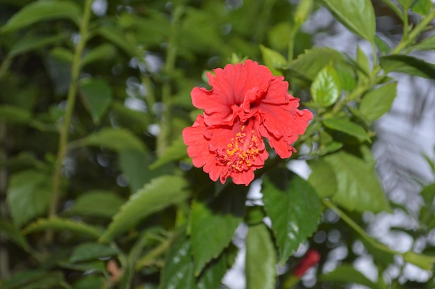 Красный цветок фото