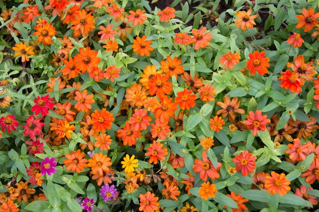 Red flower and pink flower in garden