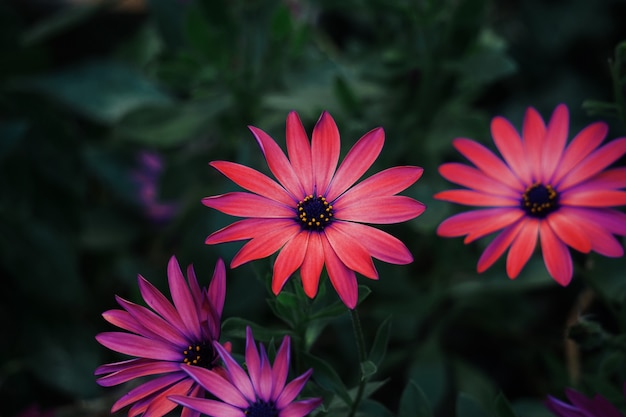 春の庭の赤い花植物、自然の中で赤い花びらを持つ花