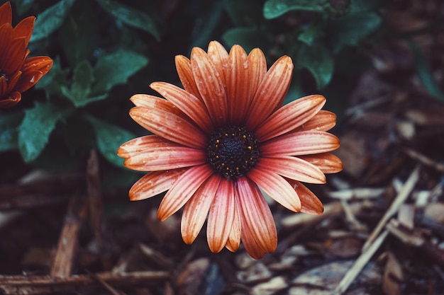    red flower plant in the garden in springtime, flower with red petals in the nature