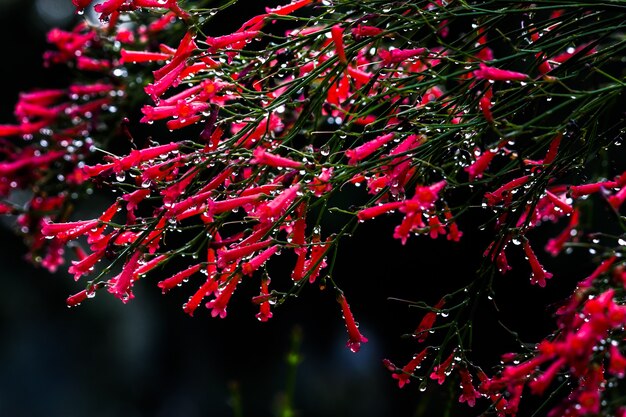 Red flower plant wet with water drops during monsoon season in India