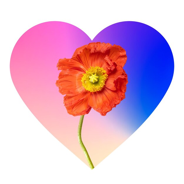 red flower png on gradient shape heart badge in transparent background