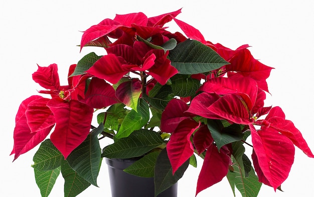 red flower potted christmas star