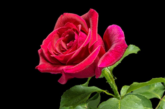 黒の背景に分離されたバラの赤い花