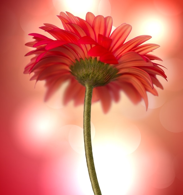 Red flower on shining background with bokeh effect