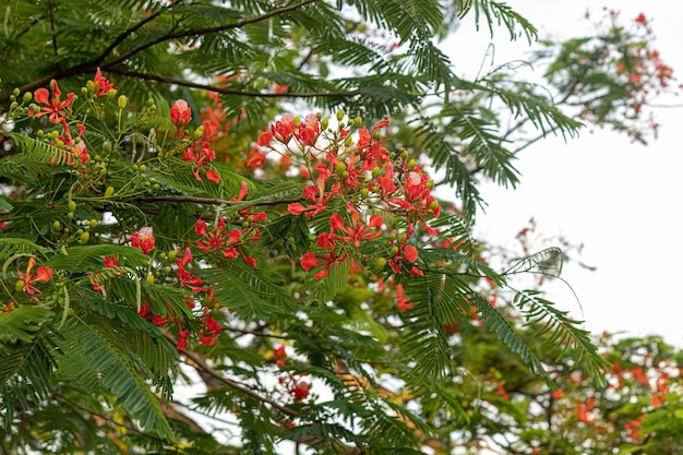Red Flower of the tree Flamboyant