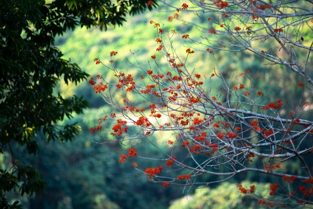 Red flower on tropical field