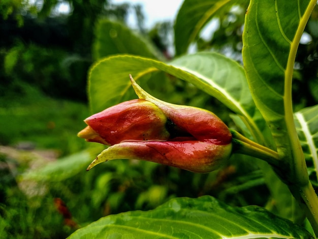 Fiore rosso vintage sullo sfondo della fattoria bellissima natura