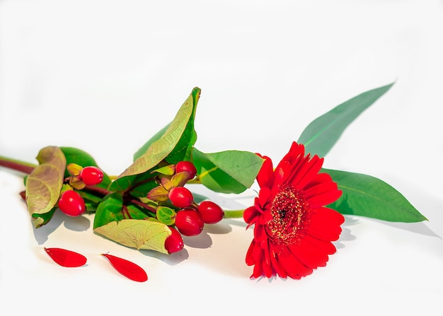 Red flower on white background