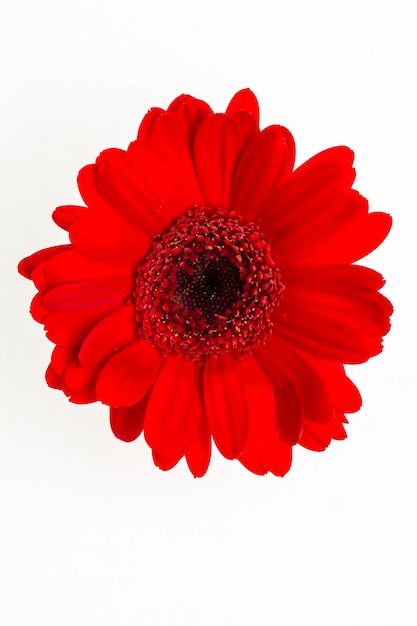 A red flower on white background