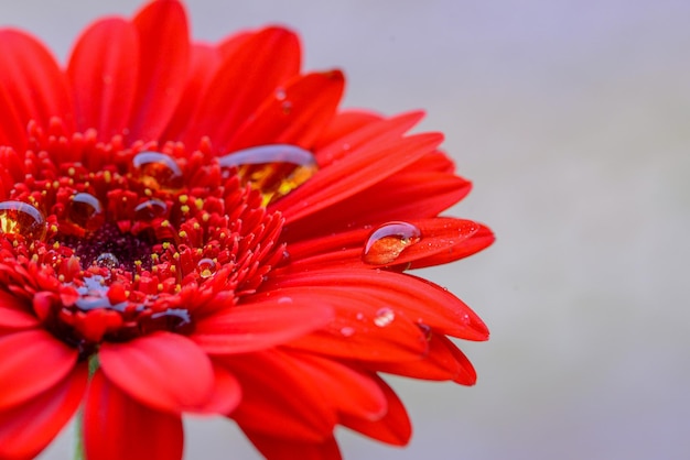 A red flower with a drop of dew on it