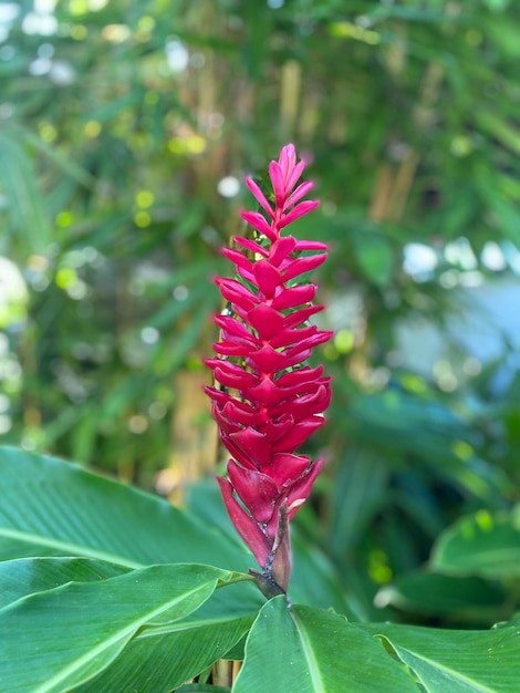 A red flower with a green background and a green plant in the background.