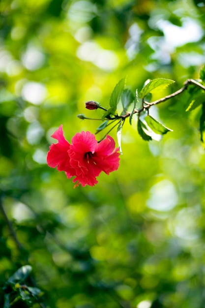 A red flower with a green background