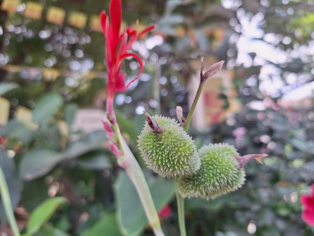 a red flower with a green bud on it