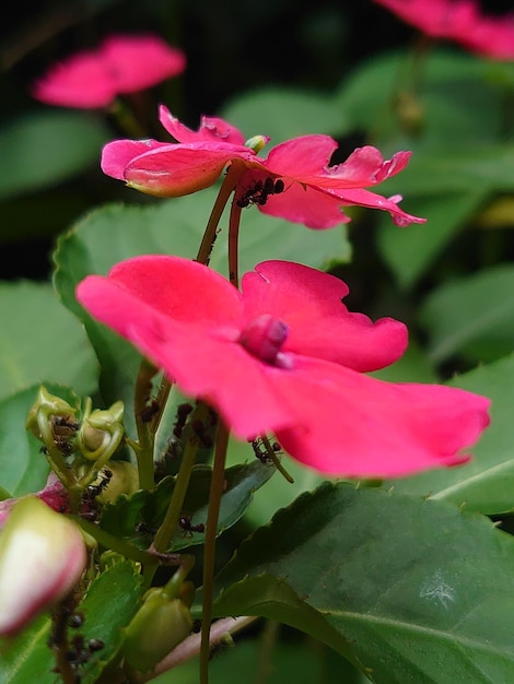 A red flower with a green leaf on it