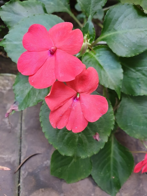 A red flower with a green leaf on it