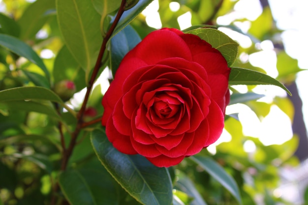 A red flower with a green leaf