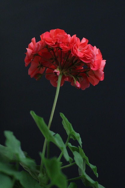 A red flower with a green stem is in front of a black background.