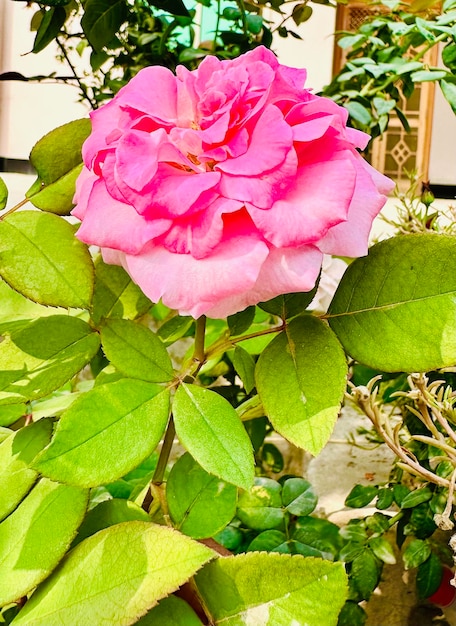 Red flower with leaves