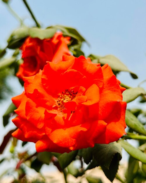 Red flower with leaves